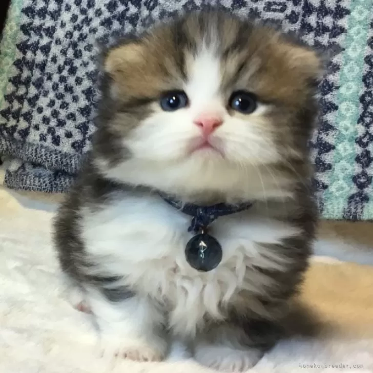ID：2503-00766の子猫
