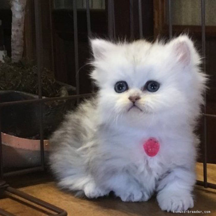 ブリーダー画像