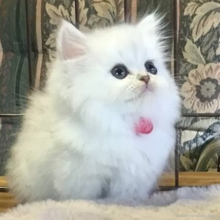 ID：2510-00315の子猫