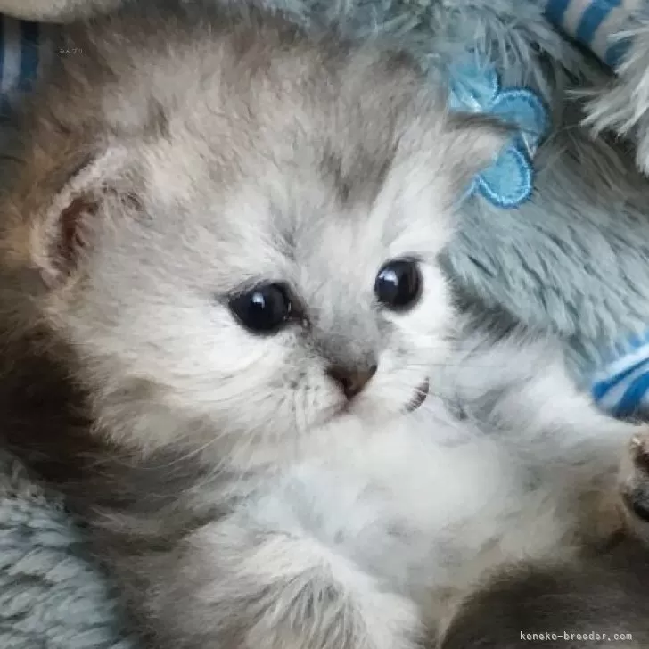 ID：2507-00986の子猫