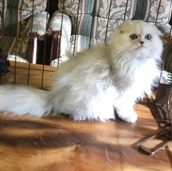 ミヌエット(長足)【福島県・女の子・2025年6月30日・チンチラシルバー】の写真1