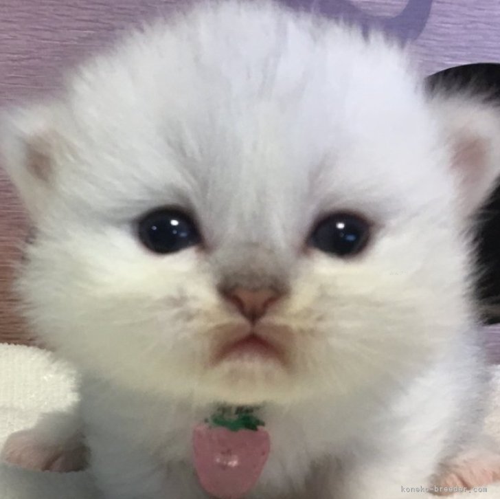 ブリーダー画像