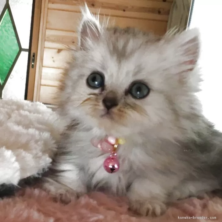 ID：2506-00490の子猫