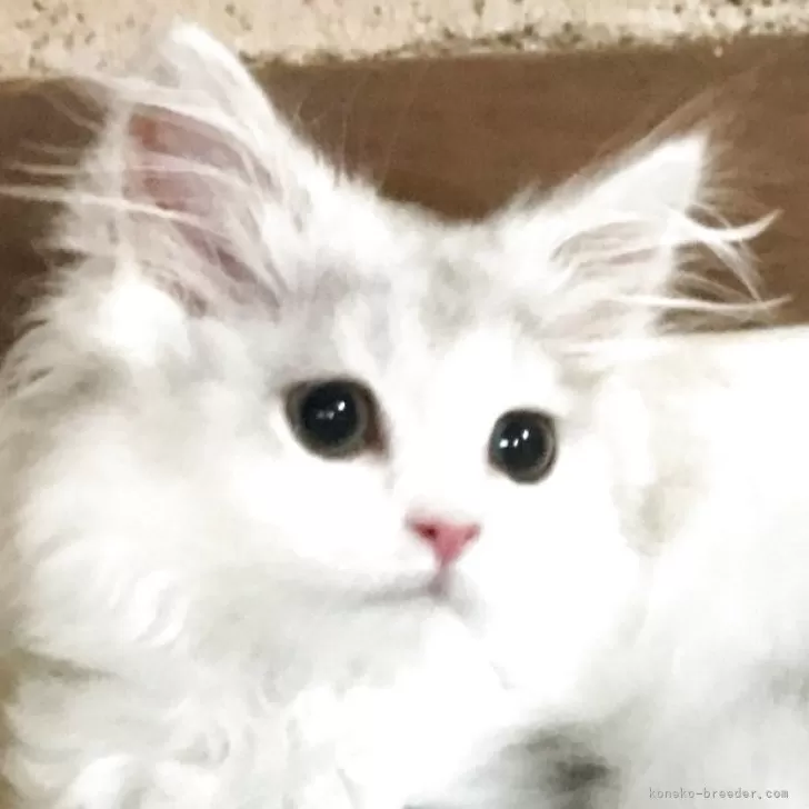 ID：2505-02476の子猫