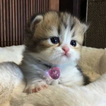 ミヌエット(短足)【福島県・女の子・2026年2月18日・ブラウンタビー&ホワイト（ロング）】の写真「🩷🤍お鼻も肉球も綺麗なピンク色🤍🩷」