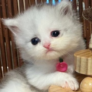 ミヌエット(長足)