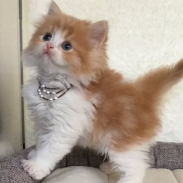 ミヌエット(長足)【福島県・男の子・2024年12月31日・レッド&ホワイト（ロング）】の写真「😺レッド&ホワイトの可愛い男の子💕」