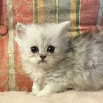 ミヌエット(長足)【福島県・女の子・2025年9月23日・チンチラシルバー（ミディアム）】の写真「😺ミディアム毛の可愛の女の子❤️大きいオメメ　」