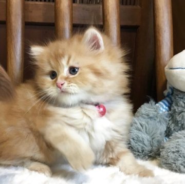 ミヌエット(長足)【福島県・男の子・2025年6月18日・レッドタビー（ミディアム）】の写真「🐱とってもおとなしくて可愛い男の子🩵」