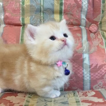 ミヌエット(短足)【福島県・男の子・2025年4月30日・クリーム系（ショート）】の写真「😺超短足の優しいクリーム色の男の子🩵」
