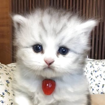 ミヌエット(短足)【福島県・男の子・2025年8月27日・シルバータビー&ホワイト（ミディアム）】の写真「😺短足ミディアム毛の可愛の男の子❤️」