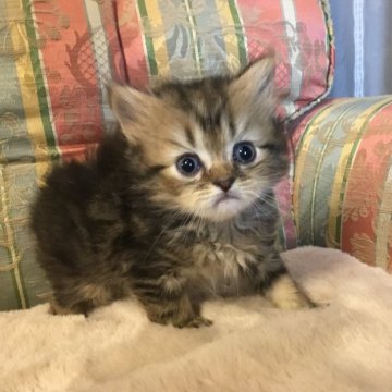 ミヌエット(長足)【福島県・男の子・2025年9月23日・ブラウンタビー（ミディアム）】の写真「😺ミディアム毛の可愛の男の子❤️大きオメメ　」