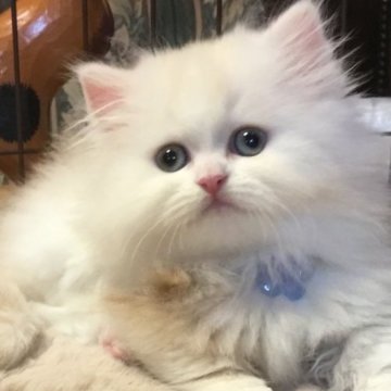 ミヌエット(短足)【福島県・男の子・2025年9月10日・クリームタビー&ホワイト（ロング）】の写真「🐱❤️短足キャリコの女の子❤️」