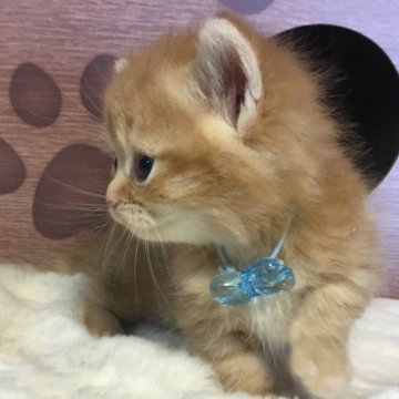 ミヌエット(短足)【福島県・男の子・2025年9月1日・レッドタビー（ミディアム）】の写真「😺短足ミディアム毛の可愛の男の子❤️」