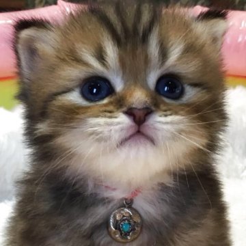 ミヌエット(長足)【福島県・男の子・2025年6月10日・ブラウンタビー（ミディアム）】の写真「😺くりくりお目目の可愛い男の子❤️」