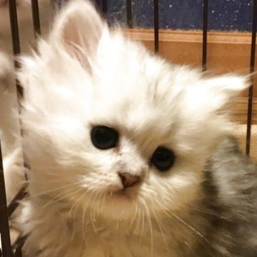ミヌエット(短足)【福島県・男の子・2025年6月20日・シルバータビー（ミディアム）】の写真「😺綺麗な毛並みの可愛い男の子❤️白毛に少しクリーム」