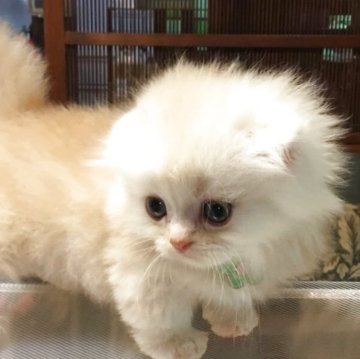 ミヌエット(短足)【福島県・男の子・2025年5月11日・クリーム（ミディアム&ロング）】の写真「🐱短足でめっちゃ可愛い女の子🧡」
