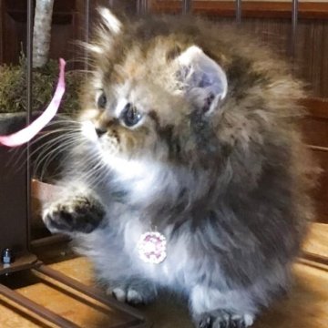 ミヌエット(短足)【福島県・女の子・2025年10月19日・ブラウンタビー（ロング）】の写真「🐱❤️ブラウン系♡短足の女の子❤️」