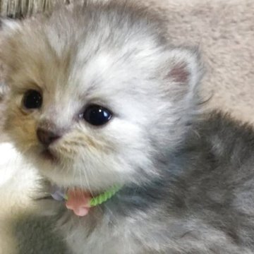 ミヌエット(長足)【福島県・男の子・2025年6月30日・シルバーチンチラ（ロング）】の写真「😺綺麗な毛並みの可愛い男の子❤️白毛に少しクリーム」