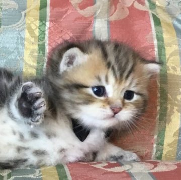 ミヌエット(長足)【福島県・男の子・2025年4月30日・ブラウンタビー（ショート）】の写真「😺ブラウン系の可愛い男の子💙」