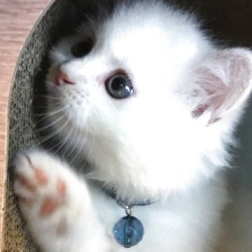 ミヌエット(長足)【福島県・男の子・2025年8月13日・クリーム&ホワイト（ロング）】の写真「😺綺麗な毛並みの可愛い男の子❤️」