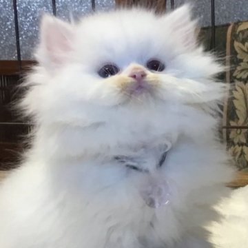 ミヌエット(長足)【福島県・男の子・2025年10月19日・ホワイトバン（ロング）】の写真「😺🩵ホワイト系♡長足の女の子🩵」