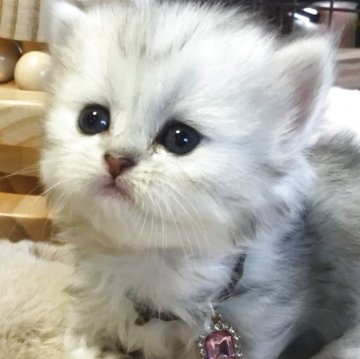 ミヌエット(短足)【福島県・女の子・2025年10月26日・シルバータビー（ミディアム）】の写真「🐱❤️淡い色味シルバー系♡短足の女の子❤️」