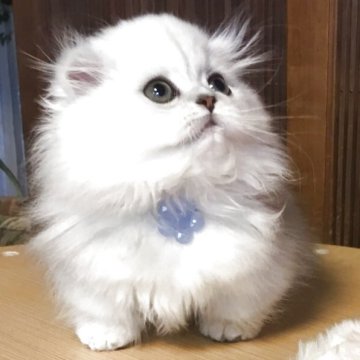 ミヌエット(短足)【福島県・男の子・2025年6月30日・チンチラシルバー（ロング）】の写真「😺綺麗な毛並みの可愛い男の子❤️白毛とシルバー毛」