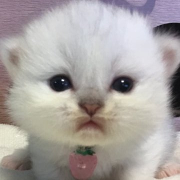 ミヌエット(短足)【福島県・女の子・2025年9月16日・ホワイトバン（ロング）】の写真「🐱❤️短足キャリコの女の子❤️」