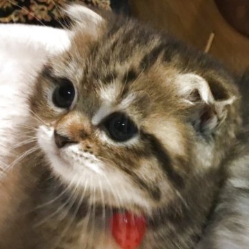 ミヌエット(短足)【福島県・女の子・2025年6月11日・ブラウンタビー（ミディアム）】の写真「🐱おとなしくて可愛い女の子❤️」