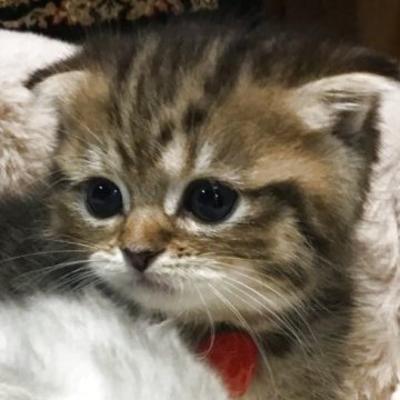 ミヌエット(短足)【福島県・女の子・2025年6月11日・ブラウンタビー（ミディアム）】の写真「🐱おとなしくて可愛い女の子❤️」