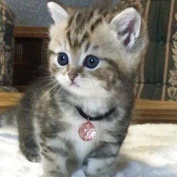 ミヌエット(短足)【福島県・女の子・2025年5月1日・クラシックタビー（ショート）】の写真「🐱短足でめっちゃ可愛い女の子🧡」