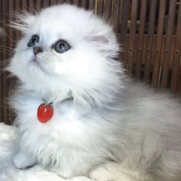 ミヌエット(短足)【福島県・男の子・2025年6月30日・チンチラシルバー（ロング）】の写真「😺綺麗な毛並みの可愛い男の子❤️白毛とシルバー毛」
