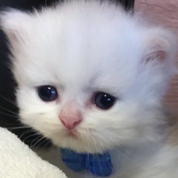 ミヌエット(短足)【福島県・男の子・2025年9月10日・クリームタビー&ホワイト（ロング）】の写真「🐱❤️短足キャリコの女の子❤️」