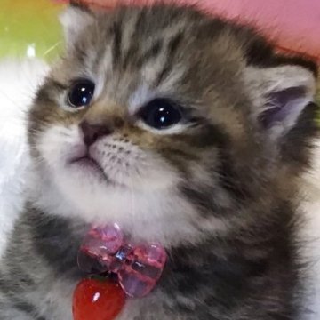 ミヌエット(短足)【福島県・女の子・2025年6月11日・ブラウンタビー（ミディアム）】の写真「🐱おとなしくて可愛い女の子❤️」