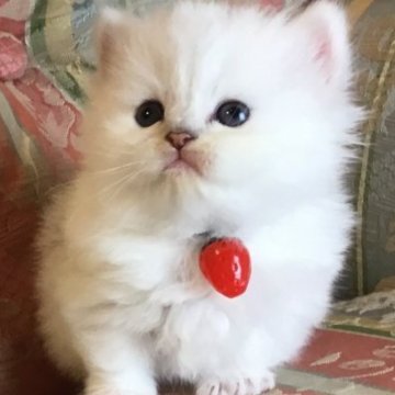 ミヌエット(短足)【福島県・女の子・2025年9月16日・ホワイトバン（ロング）】の写真「🐱❤️短足キャリコの女の子❤️」
