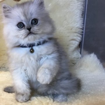 ミヌエット(長足)【福島県・男の子・2025年1月5日・シルバータビー&ホワイト（ロング）】の写真「😺シルバー系の男の子💕まんまるお目目で可愛い💕」