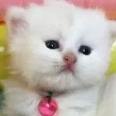 ミヌエット(短足)