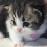 ミヌエット(短足)