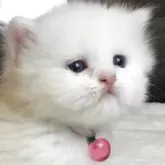 ミヌエット(短足)
