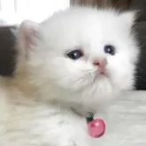ミヌエット(短足)