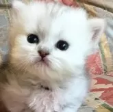 ミヌエット(短足)