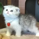 ミヌエット(長足)