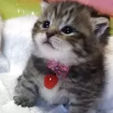 ミヌエット(長足)