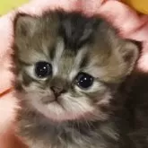 ミヌエット(長足)