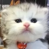 ミヌエット(長足)