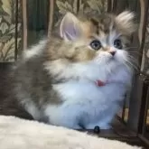 ミヌエット(短足)