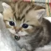 ミヌエット(短足)
