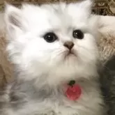 ミヌエット(短足)