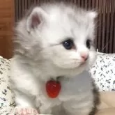 ミヌエット(短足)